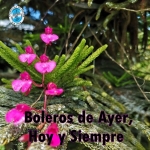 los trovadores de quito